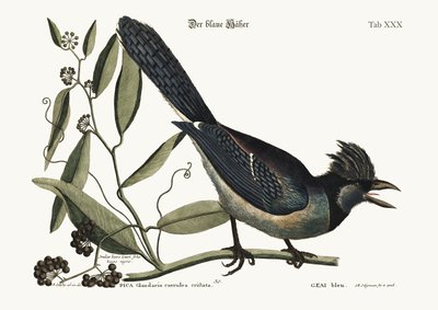 The blue Jay by Mark Catesby
